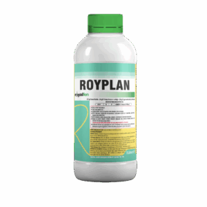 ROYPLAN