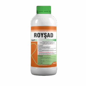 ROYŞAD